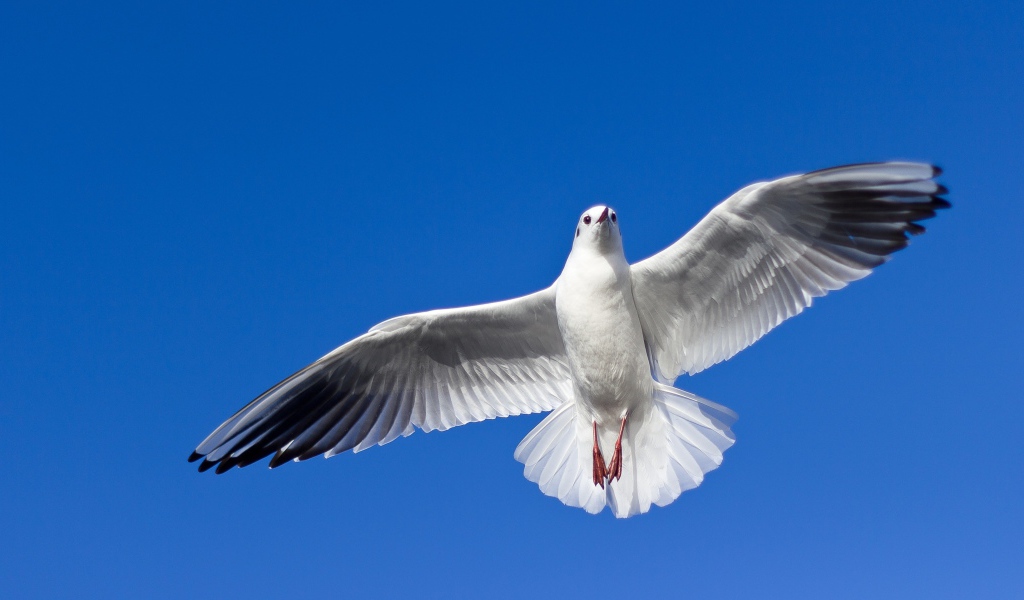 Большая красивая чайка летит в голубом небе