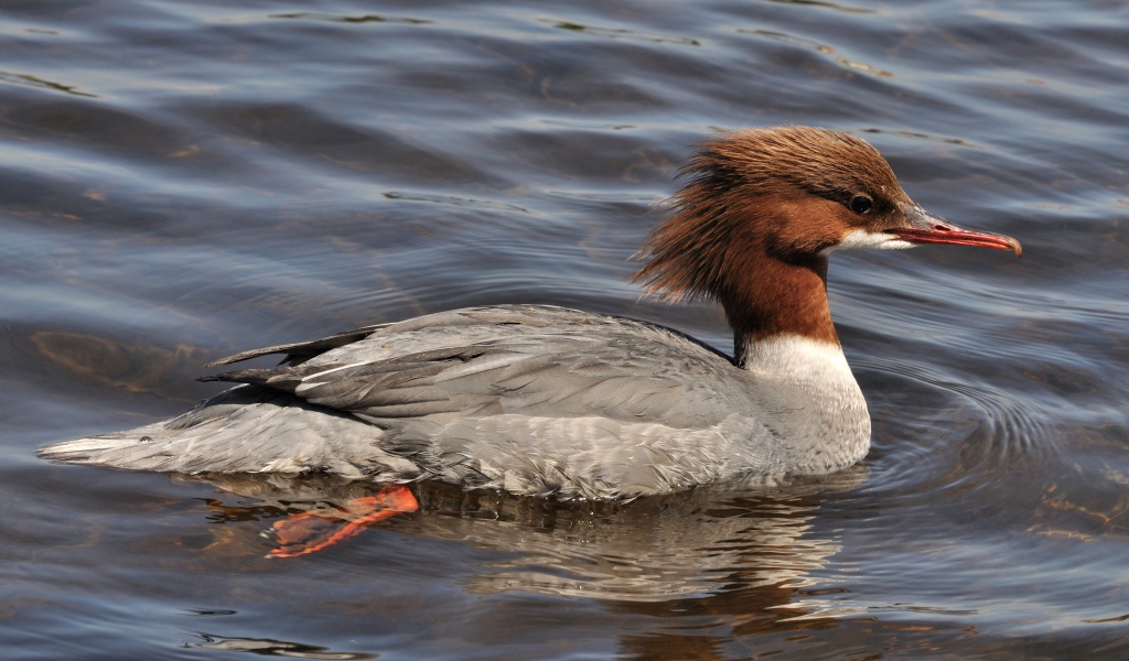 Птица крохаль в воде