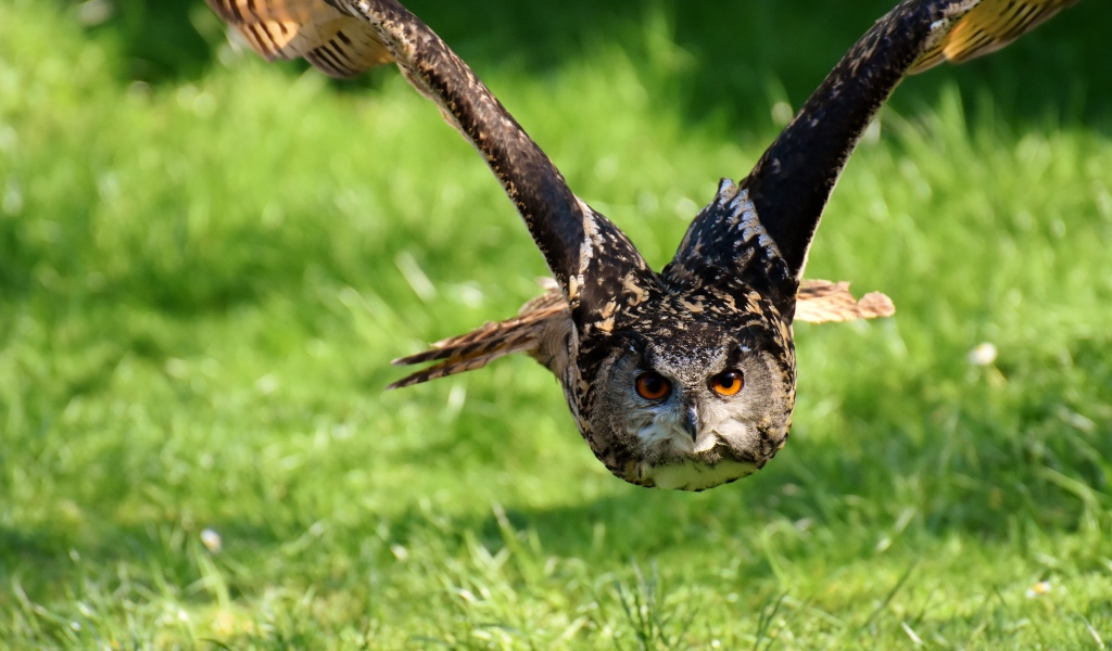 Полет большой совы над зеленой травой