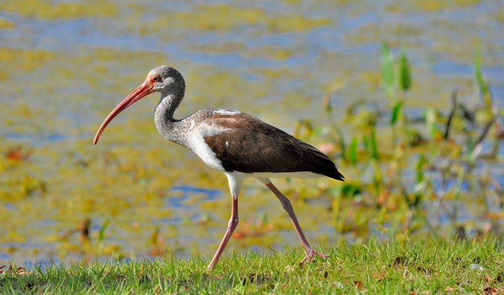 Ибис идет по зеленой траве у водоема