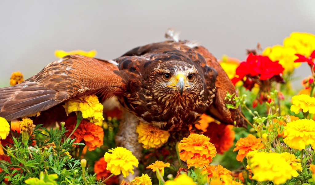 Хищный ястреб сидит на цветах