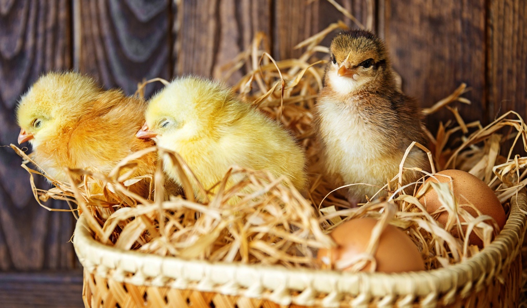 Три маленьких цыпленка в гнезде с яйцами