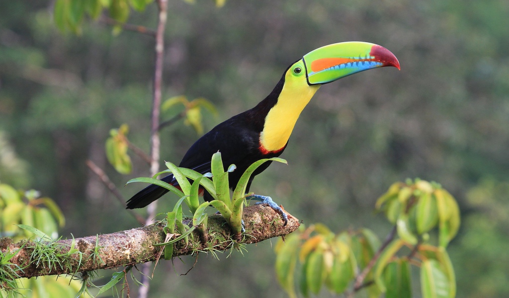 Тукан с длинным клювом сидит на ветке