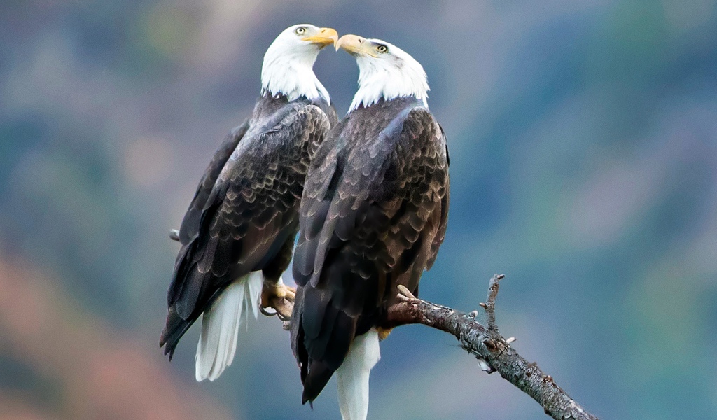 Два белоголовых орлана сидят на ветке