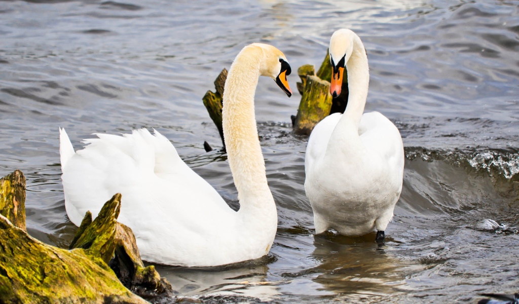Два красивых белых лебедя в воде