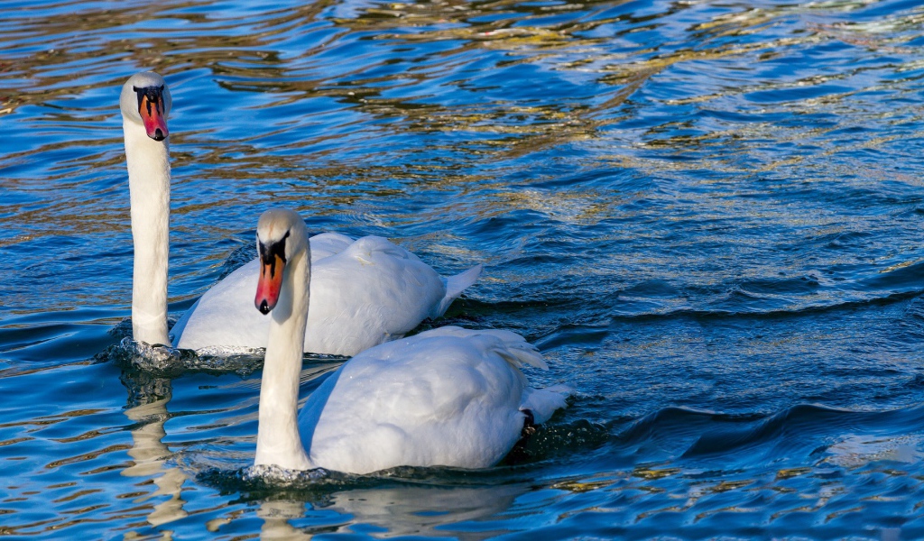 Два красивых белых лебедя в прозрачной воде