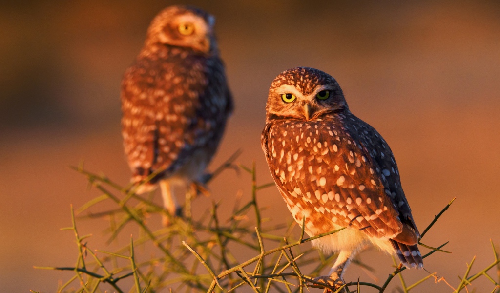 Две большие коричневые совы сидят на ветке 