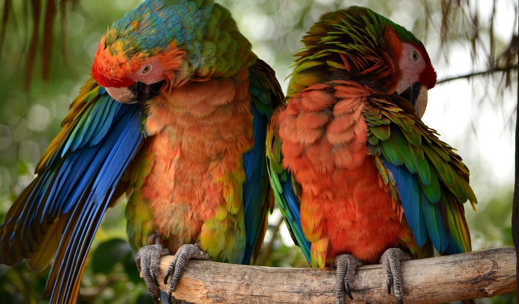 Два больших попугая сидят на ветке 