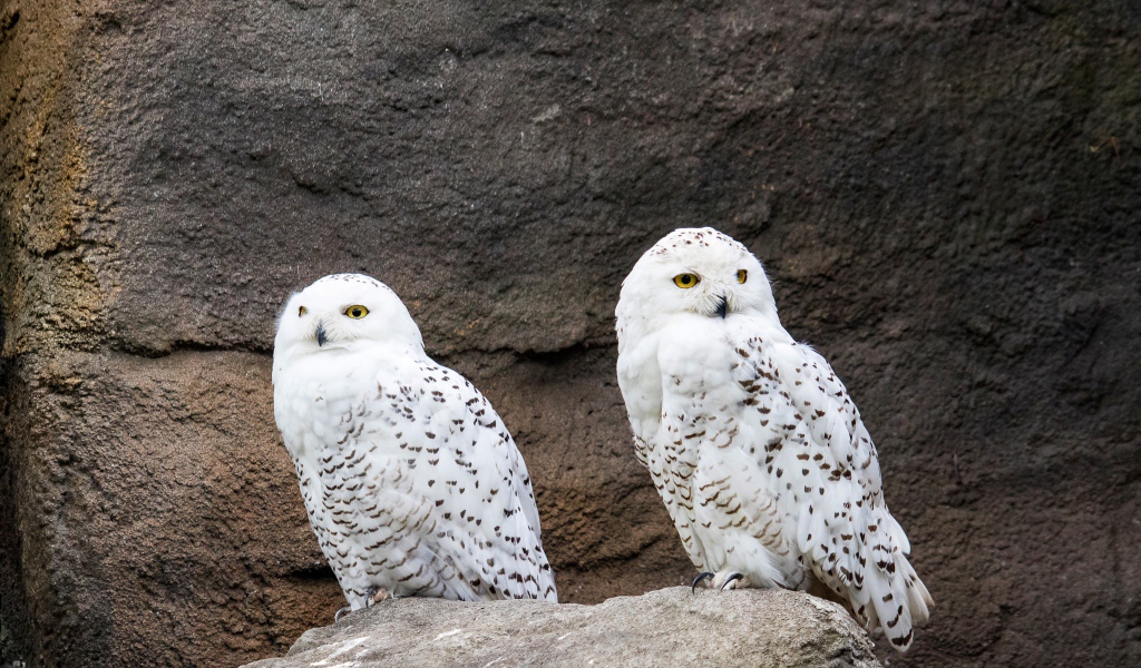 Две грациозные белые совы сидят на камне