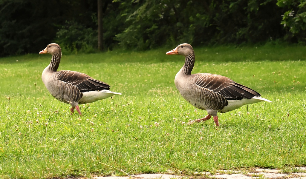Два серых гуся гуляют по зеленой траве