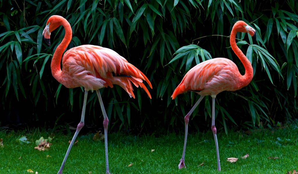Два розовых фламинго стоят на зеленой траве