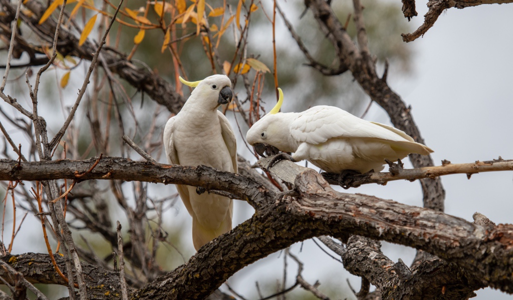 Два белых попугая сидят на ветке дерева 
