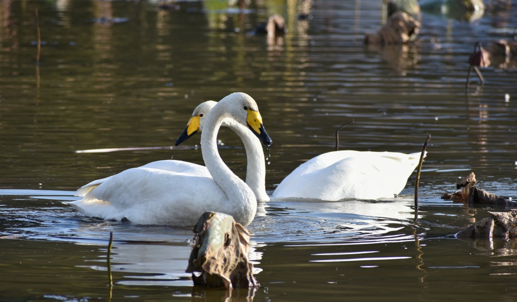 Два белых лебедя плавают в пруду 