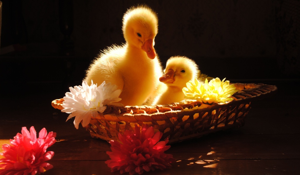 Два желтых маленьких утенка сидят в корзинке