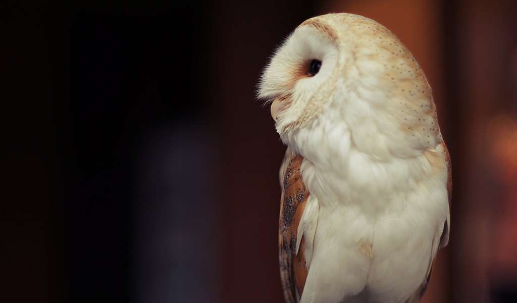 Белая большая сова вид сбоку 