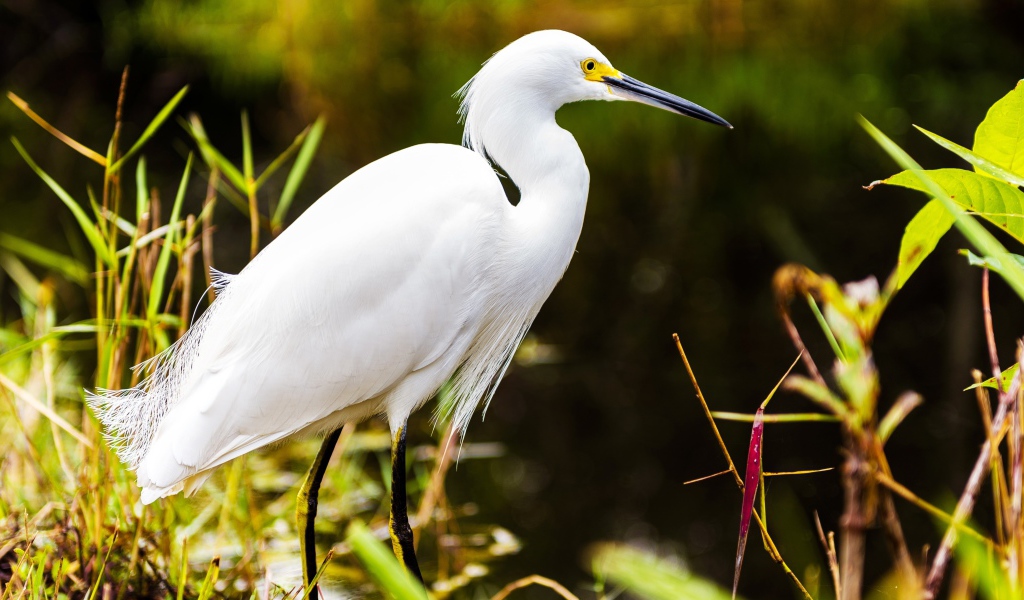 Белый херон в джунглях