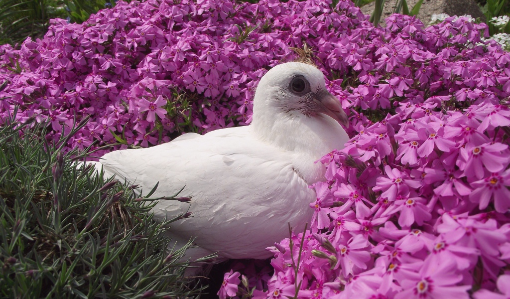 Белый голубь сидит в розовых цветах гвоздики