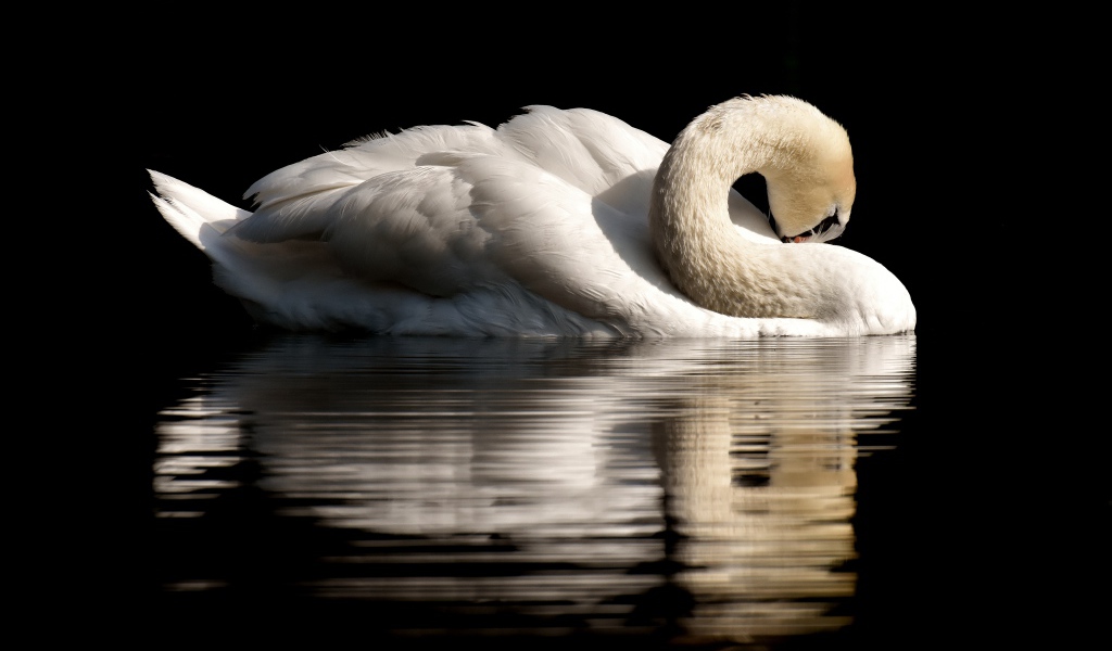 Белый лебедь спрятал клюв в перья на черном фоне