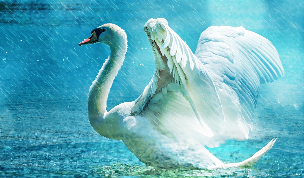 Белый лебедь взлетает с озера под дождем