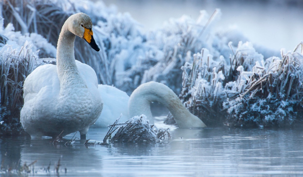 Белые лебеди на озере зимой