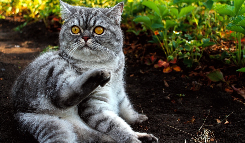 Шотландский кот лежит на земле в саду