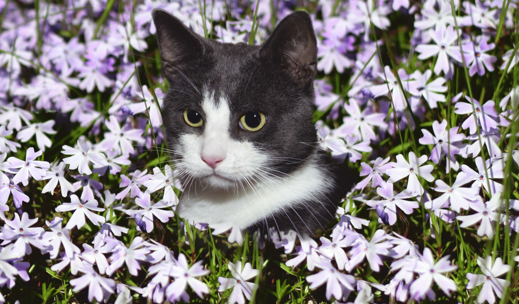 Красивый кот сидит в цветах 