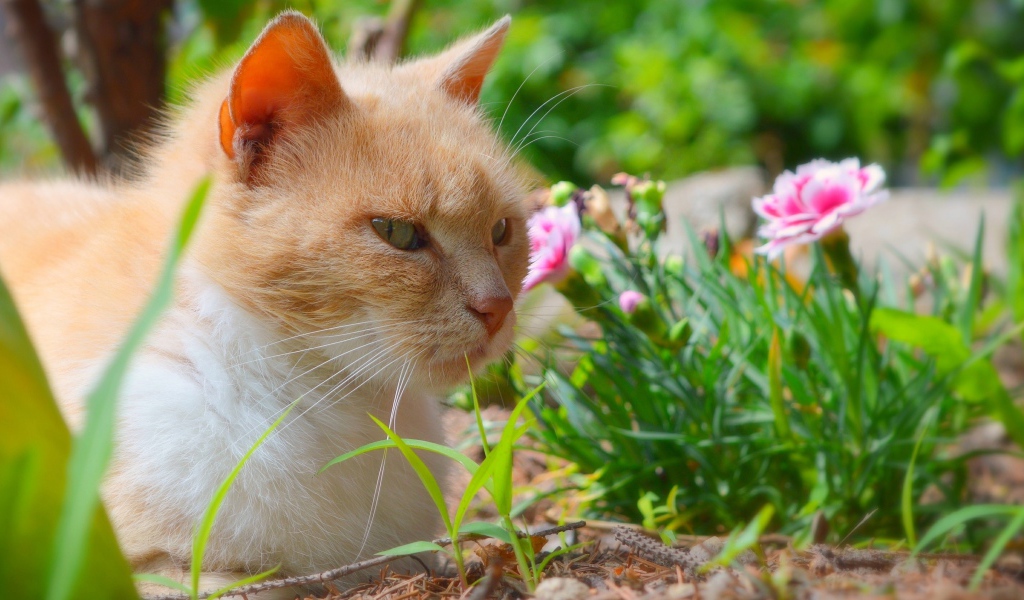 Красивый рыжий кот сидит на фоне цветов