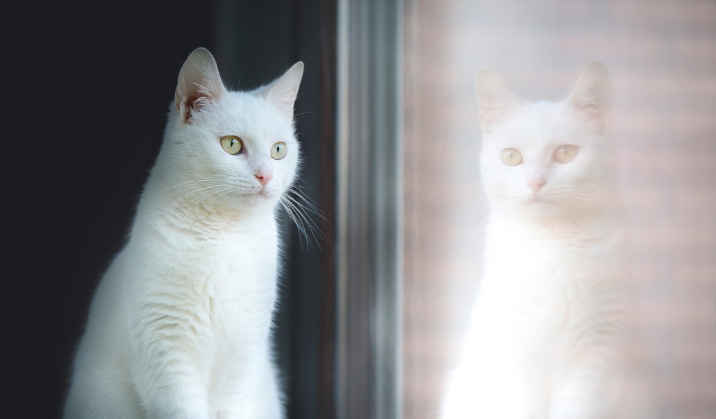 Красивый белый кот отражается в окне 