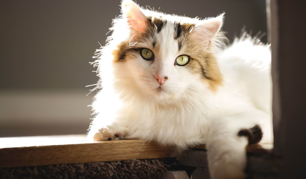 Большой красивый кот лежит на подоконнике в лучах солнца