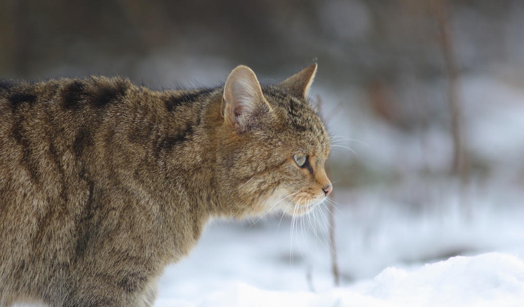 Большой серый кот идет по белому снегу