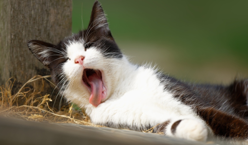 Черно белый зевающий кот лежит на земле
