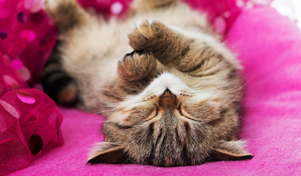 Милый серый котенок спит на розовом покрывале