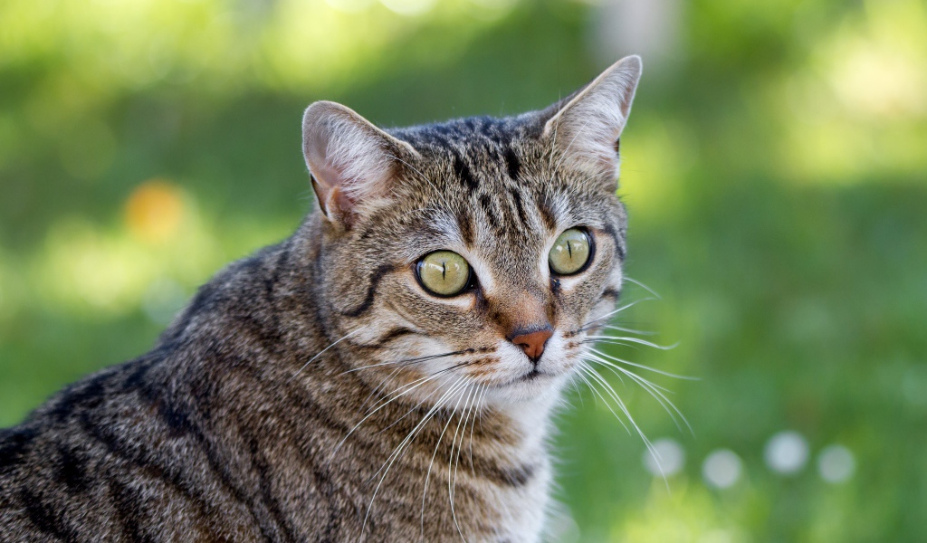 Взгляд серого зеленоглазого кота с длинными усами