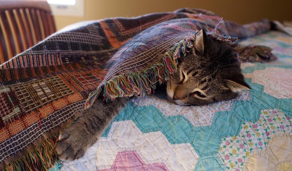 Серый кот спит под покрывалом на кровати