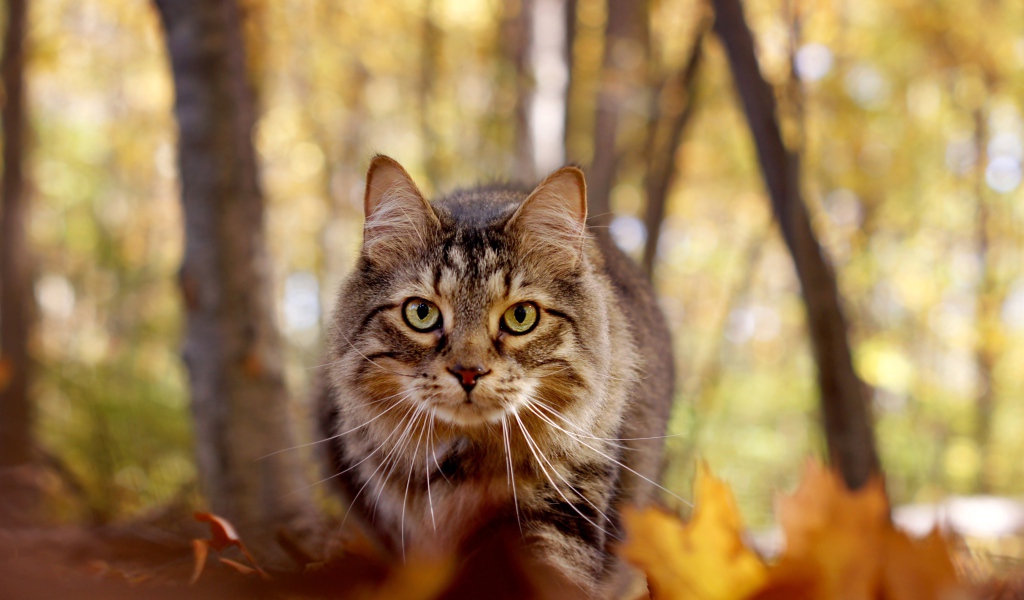 Зеленоглазый серый кот стоит на желтой листве в лесу