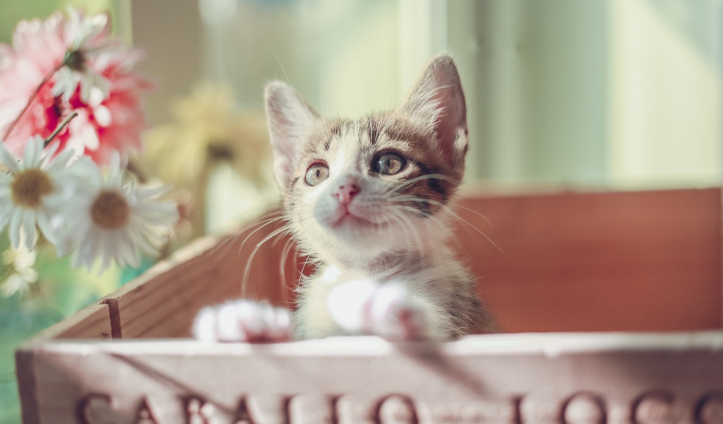 Маленький милый котенок в ящике 
