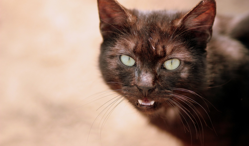 Мяукающий черный кот