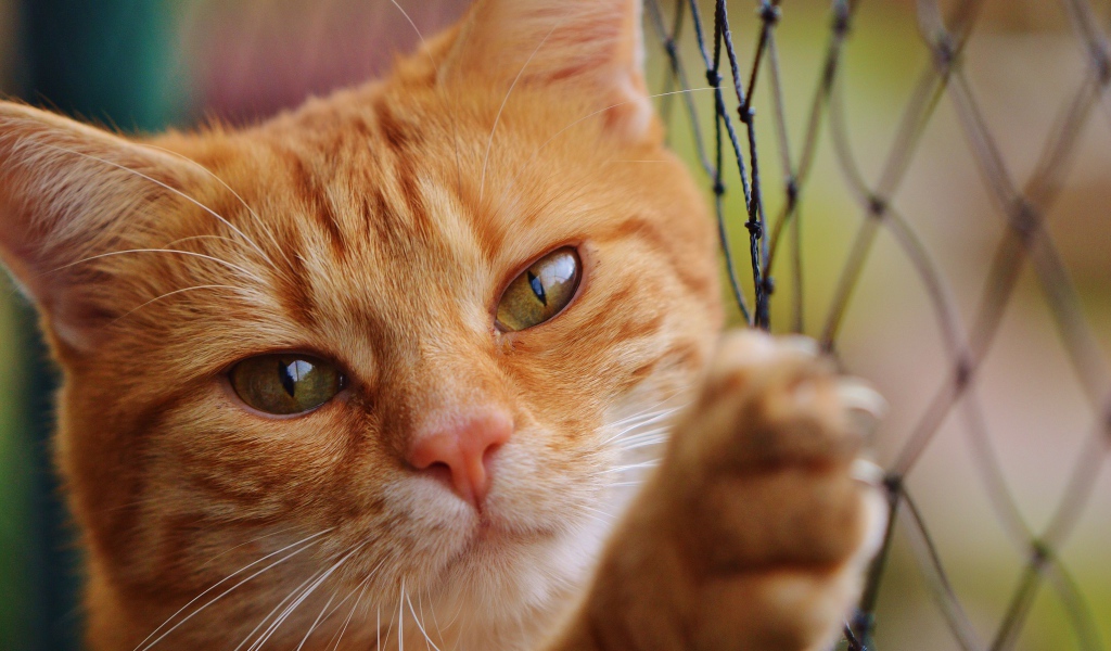 Рыжий кот держится об сетку