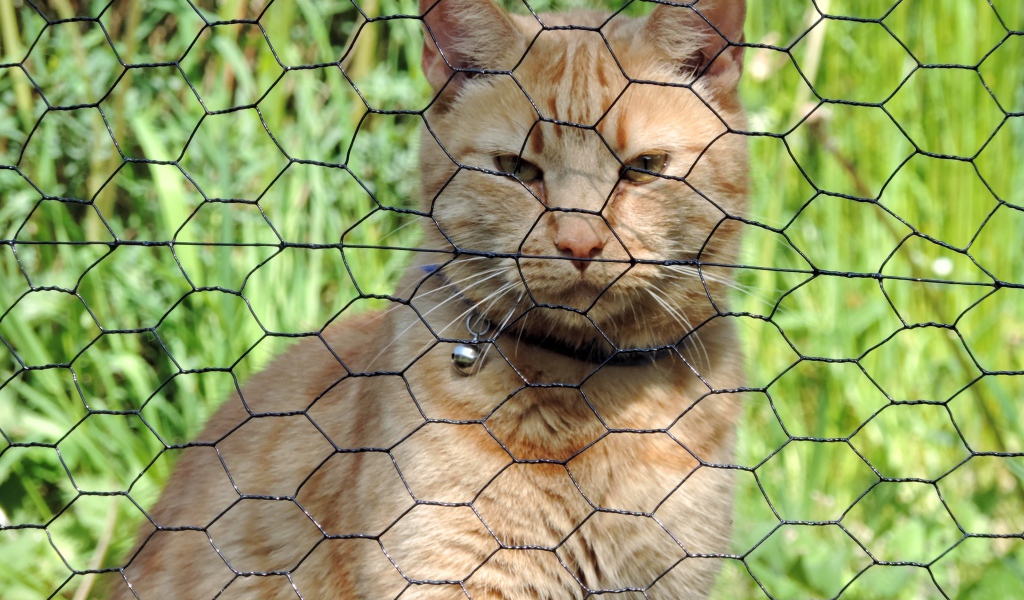 Рыжий кот сидит за железной сеткой