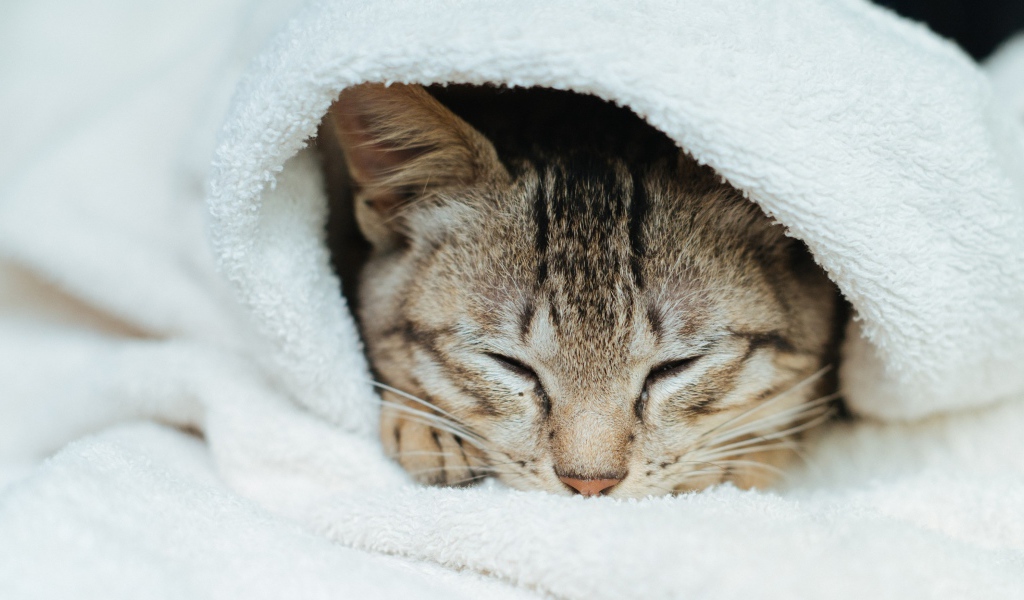 Спящий серый кот в белом покрывале 