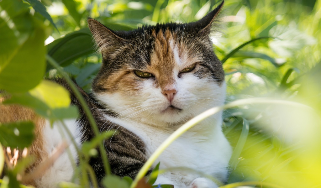 Сонный кот лежит в зеленой листве