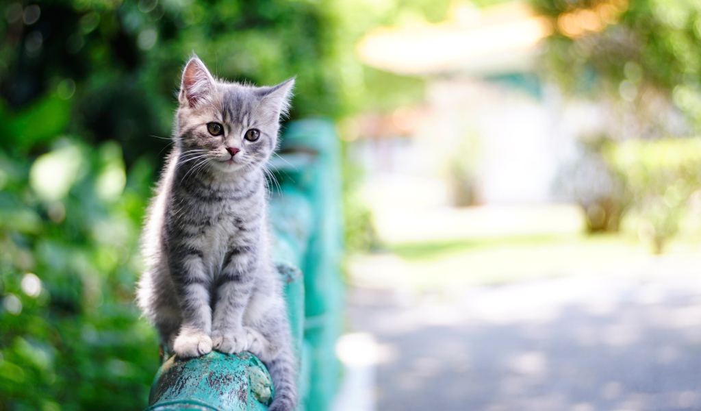 Маленький серый котенок сидит на перилах