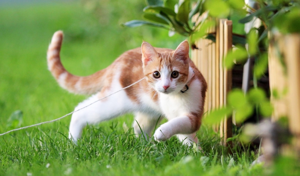 Маленький котенок на поводке гуляет по зеленой траве