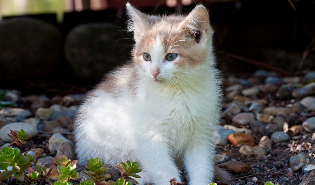 Маленький котенок сидит на мелких камнях