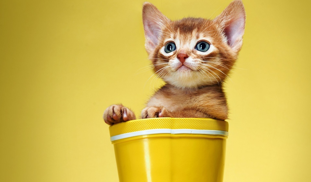 Маленький рыжий котенок сидит в цветочном горшке на желтом фоне