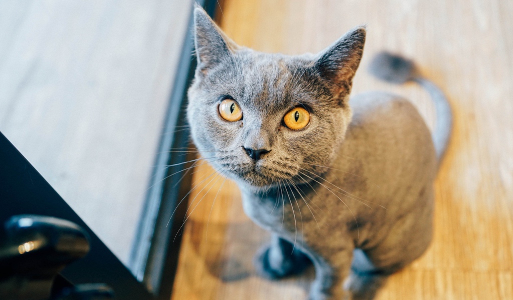 Суровый взгляд британского кота 