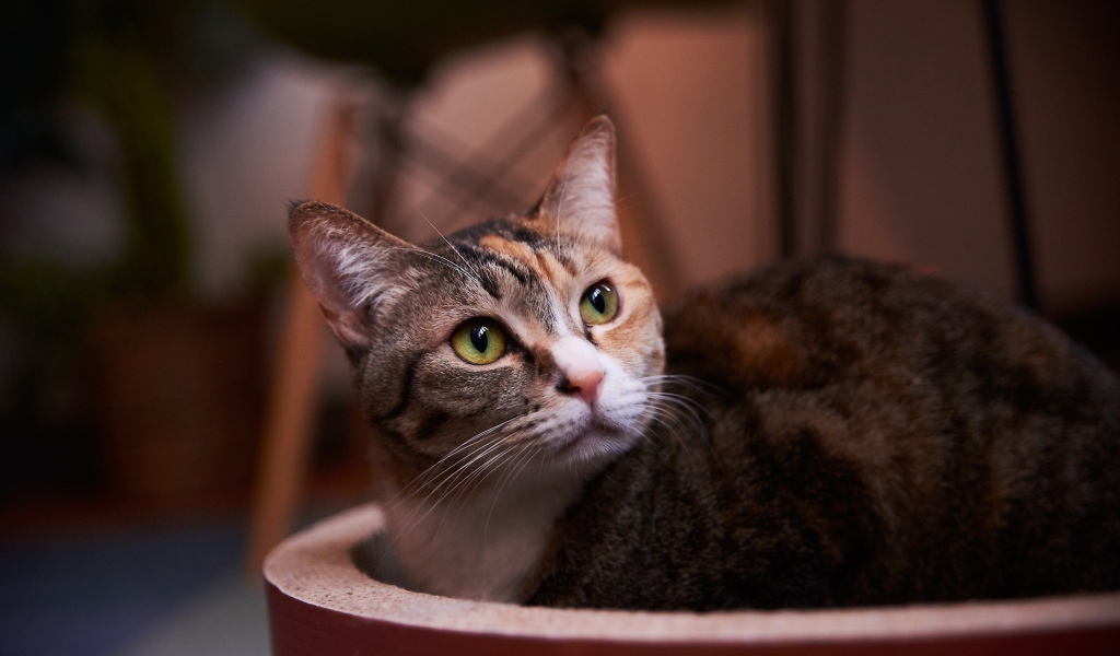 Взгляд трехцветной кошки 