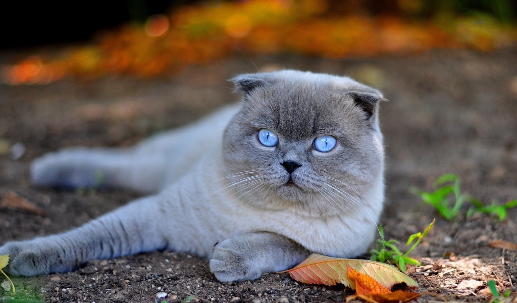 Красивый британский голубоглазый кот лежит на земле с желтыми листьями