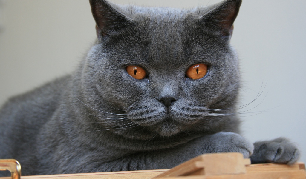 Красивый британский кот с желтыми глазами