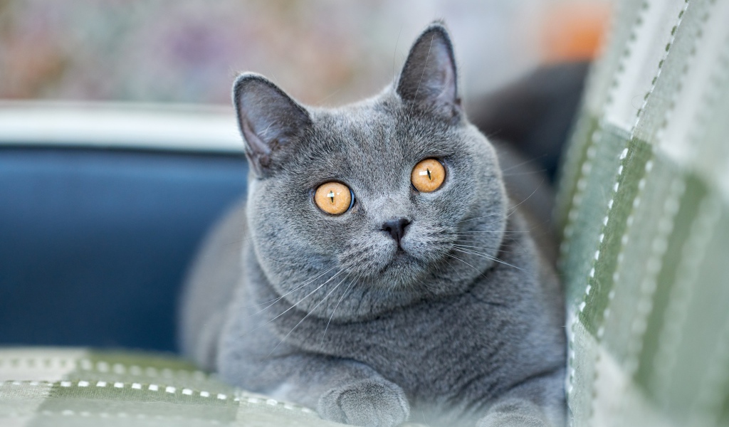 Красивый британский кот с желтыми глазами лежит на диване